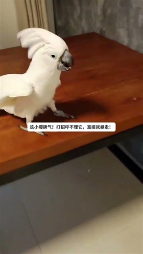 Grumpy Little Kuikui: Parrot's Quirky Quips