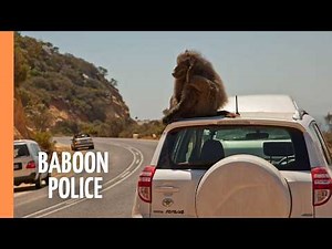 Baboon Police – Inside South Africa’s Human-Wildlife Conflict | Full Documentary
