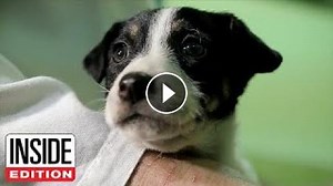 Spotting Potential Signs Of Cancer in Dogs and Cats  #Video