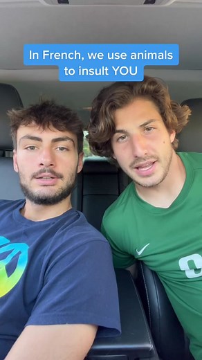 Learn French Swear Words Using Animal Insults