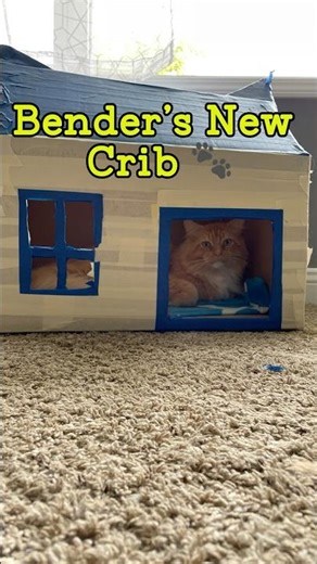 The DIY Cat House Disaster 😹 (Featuring Bender the 28lb Maine Coon)