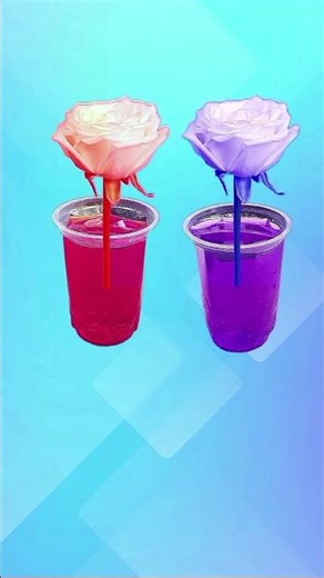 White Rose Color Change Experiment #shorts #shortvideo