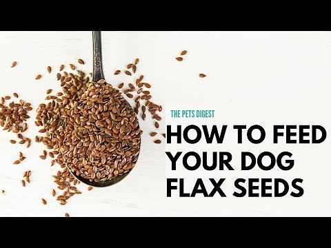 How to give your dog flax seeds