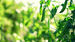 Pea pods on young pea plants in an English country vegetable garden, UK.