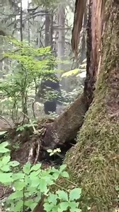 11 reactions · 5 comments | Bigfoot on Reels | Facebook