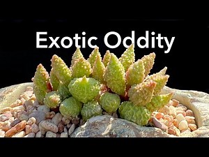 Adromischus Repotting and Care