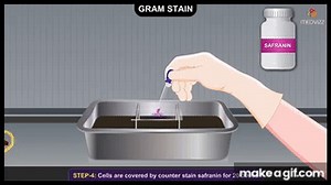 Gram Staining Procedure Animation Microbiology - Principle, Procedure, Interpretation on Make a GIF