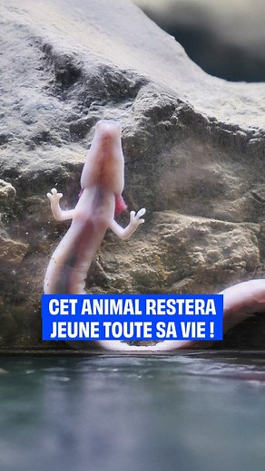40K views · 633 reactions | Cet animal détiendrait le secret de la jeunesse éternelle… Mais comment est-ce possible ?! 溺年 . . . #epicurieux #vulgarisation #culturegenerale #science #animaux | Epicurieux | Facebook