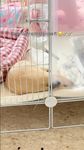 Their bed is more of a decoration at this point 🥹💸 | Guinea pig bedding types 🤦 #guineapig #pets
