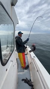 fresh locally caught black sea bass | Fishing Charm