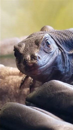 HELLO BLACK DRAGON NYX baby Asian water monitor greetings #lizard #reptiles