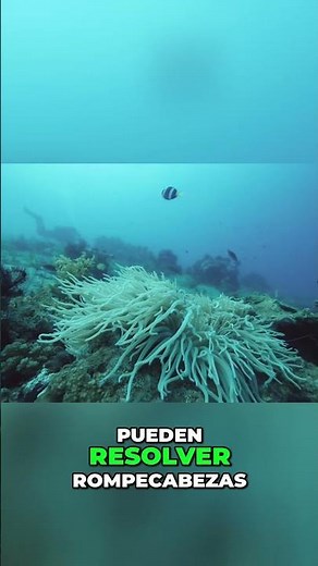 Inteligencia del Pulpo Sorprendentes Habilidades Oceánicas Reveladas