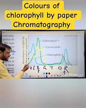 Separation of colours of chlorophyll by paper chromatography #neet #biology #ncertbiology
