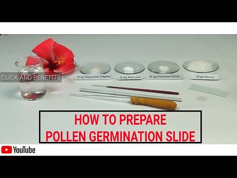 HOW TO PREPARE TEMPORARY SLIDE OF POLLEN GERMINATION | STUDY OF POLLEN GERMINATION |12 BIO PRACTICAL