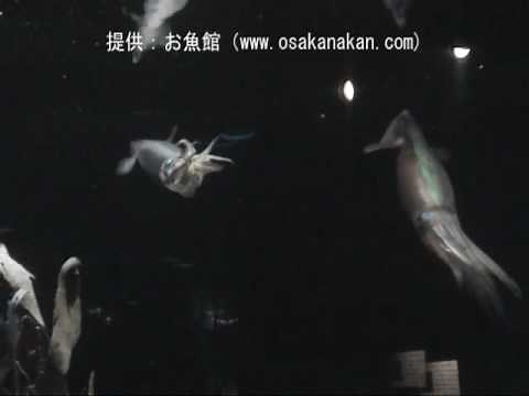 「スルメイカ（Japanese Flying Squid）」学名：Todarodes pacificus