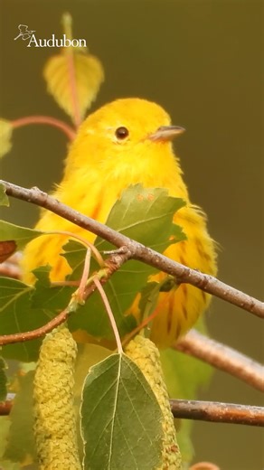 Can’t wait for spring? Donate by January 31 and you’ll receive a year of our award-winning magazine, beginning with our spring issue. Each quarter you’ll receive our exclusive magazine with stories about protecting birds and the places they need directly to your mailbox. Don't wait—make your donation today by heading to the link in our comments. | National Audubon Society