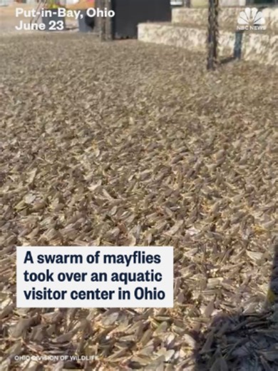 A swarm of mayflies took over an aquatic visitor center in Ohio. | mayflies