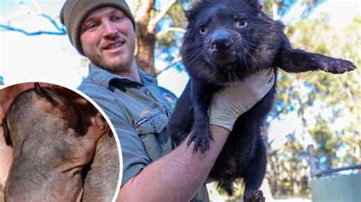 ‘Truly, truly amazing’ start to devil ark breeding season