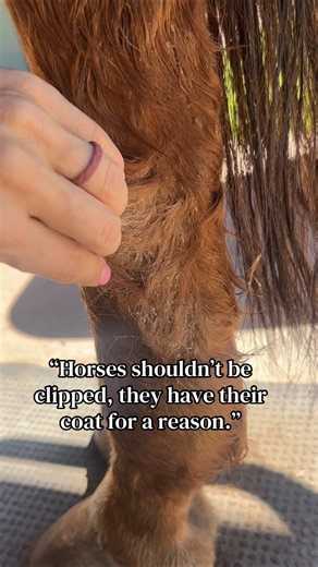 Clipping horses is a medical necessity. #horsecare #horsegrooming #horselife #horses #equestrian
