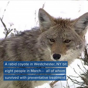 34K views · 49 reactions | People and pets are at the greatest risk of contracting rabies during the summer. Here's what you need to know: https://cbsn.ws/2ktdqVY | CBS News | Facebook