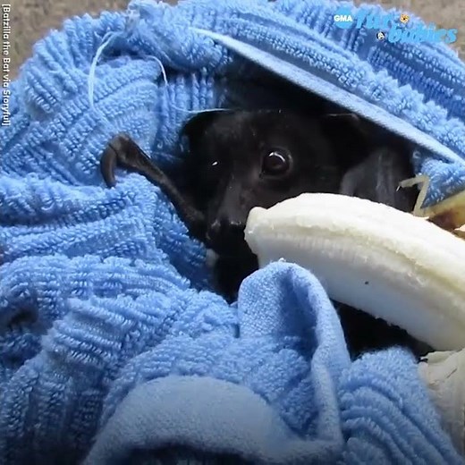 Adorable bat chomps on banana after being rescued l GMA