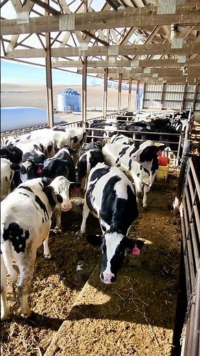 Holstein heifer shed! #dairyfarm #cattle #farm #agriculture #farming #farmlife #heifers