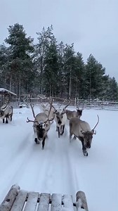 18K views · 240 shares | Run reindeer run! Boys on their morning run at Jaakkolan porotila Jaakkola reindeer farm Pyhä-Luosto, Lapland in Luosto Lapland Finland! | All About Lapland | Facebook