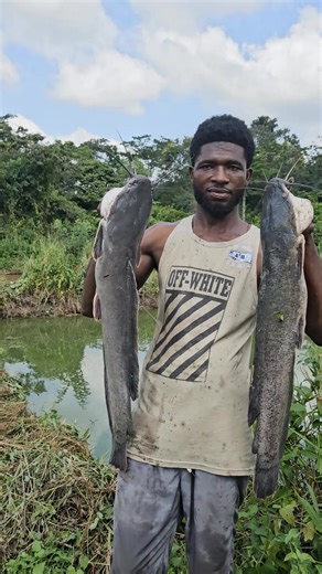 Final Catfish Harvest and Stocking New Fingerlings