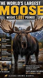 This Moose Weighs As Much As a Car