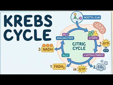 Krebs Cycle / TCA Cycle Explained