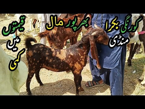 Korangi Dhai Bakra Mandi 13 Oct 2025 Latest Goat Market Prices | Animal Vlog Pakistan