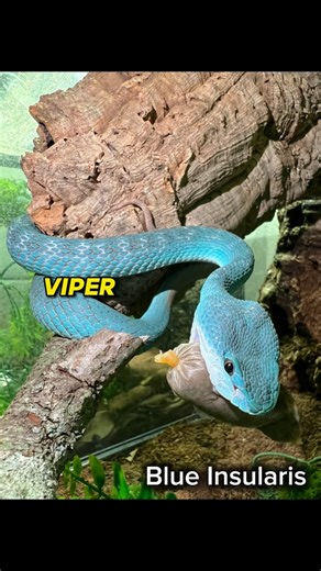 Everyone knows 2 groups of Venomous Snakes. Elapids vs Vipers but, can you tell the difference between them? Species mentioned: King Cobra, Blue Insularis, Black Mamba, Side-Winder rattlesnake, Death Adder Species Scientific names: Ophiophagus hannah, Trimeresurus insularis, Dendroaspis polylepis, Crotalus cerastes, Acanthophis antarcticus #viper #vipers #elapid #elapids #kingcobra #blackmamba #sidewinder #deathadder #venomous #venomoussnakes #orlando #zoo #zooanimals #florida | Daniel Perez