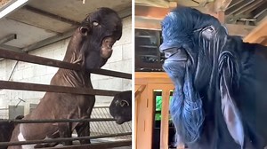 7.6K views · 146 reactions | Damascus Goat  The Creepiest Goat on Earth! | 1 Minute Animals This goat... well, let's just say it's not your average farm animal. With its long, drooping ears and those intense eyes, the Damascus Goat has a look that's both captivating and a little creepy. These ancient goats have a unique story to tell, and you won't want to miss it. #DamascusGoat #Goat #Goatfarming #goatsofinstagram #goatlife | 1 Minute Animals | Facebook