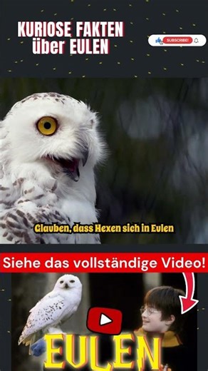 Kuriose Fakten über Eulen Teil 19 #eule #vögel #tier #tiere