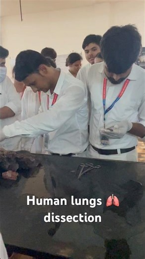Real human lungs 🫁 dissection in anatomy lab #mbbs #mbbsstudent #mbbslife #mbbsdairies #mbbsstatus