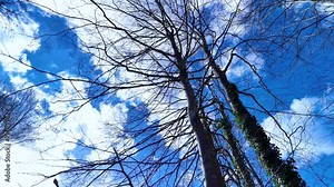 View from below of a pollarded Beech (Fagus sylvatica) forest in the area of the town of Ochandiano in the Province of Bizkaia. Basque Country. Spain. Europe