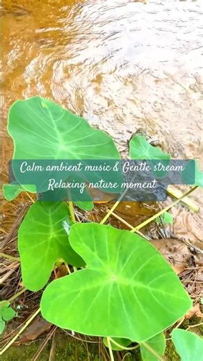 Calm ambient music & Gentle stream - Relaxing nature moment