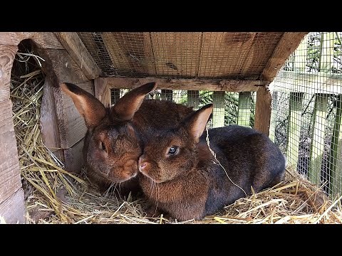 Kaninchenpaarung (Deilenaar)-Rammler deckt hitzige Häsin / Rabbit mating