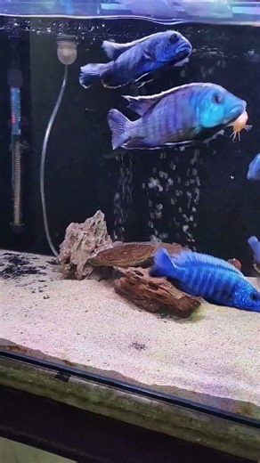 Best African Malawi Cichlid Strains #malawi cichlid