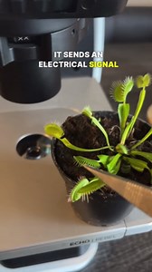 Exploring a Venus Flytrap Up Close Under the Microscope