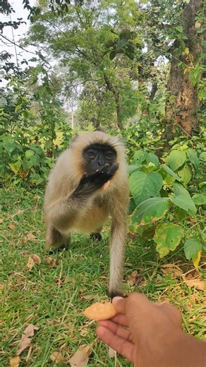 Langur Eats Biscuit from My Hand | Peaceful Wildlife Moment