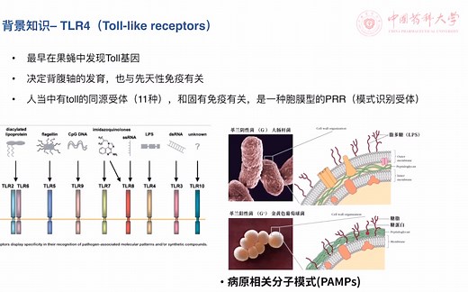 Toll-like receptor （TLR）受体、固有免疫、PRR模式识别受体、PAMPs病原相关分子模式、NF-kb信号通路