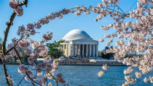 なぜワシントンD.C.に桜が多い?日米をつないだ春の物語