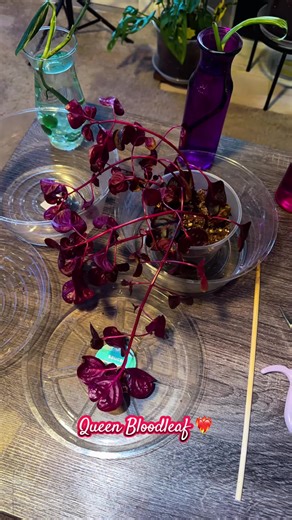 Queen Bloodleaf always comes back, she’s just sooooo dramatic!!! But I love her still, because she’s still down ❤️‍🔥 💚🪴💚 #bloodleaf #growthtiktok #houseplant #greenthumb #planttok