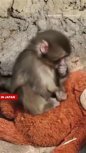 Little Punch finally has some friends 🥺🐒 . . . . . . #punch #punchmonkey | OK! Magazine UK