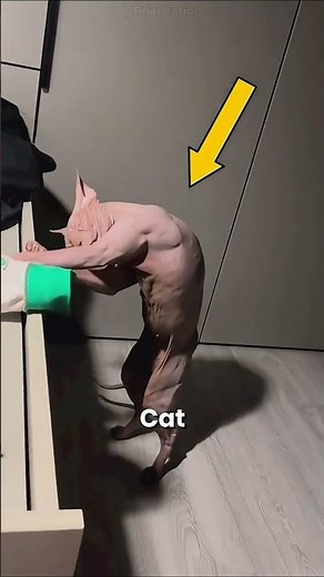 Meet the Cat That Looks Like an Alien!