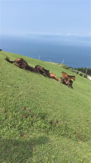 Oh, to be a horse sliding down a hill right now!💕🐴 #Horses | Try Not to Laugh