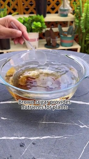 63K views · 531 reactions | Homemade rooting hormones#plants #garden #gardeningtips #plantlover #root | My Own Garden | Facebook