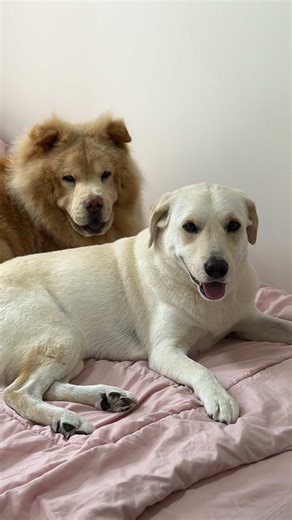 Clever Dog Tricks: Cheeks Squished in Fun Video