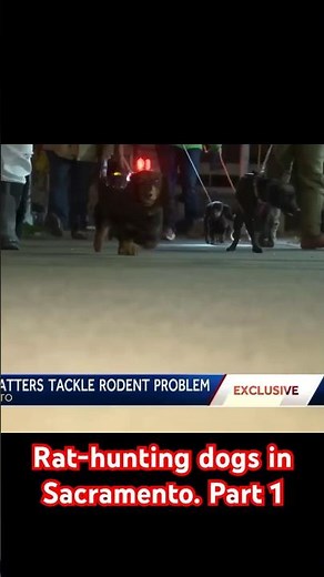 Rat-hunting dogs in Sacramento | Part 1 | From 2023